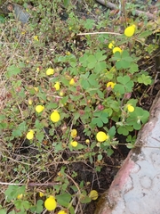 Calceolaria tripartita