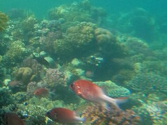 Sargocentron caudimaculatum