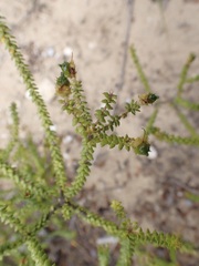 Agathosma apiculata