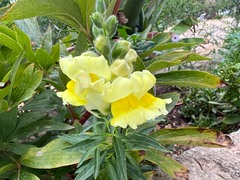 Antirrhinum