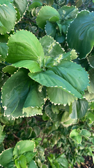 Acalypha wilkesiana