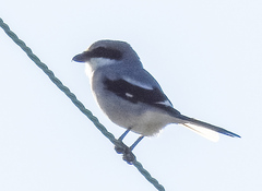 Lanius borealis