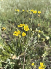 Potentilla