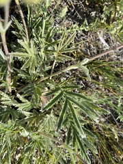 Potentilla