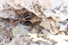 Ophisops elegans macrodactylus