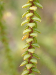 Agathosma apiculata