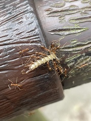 Anoplolepis gracilipes