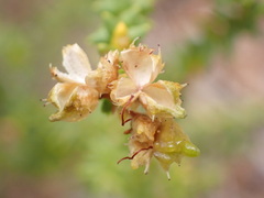 Agathosma apiculata