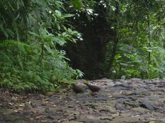 Arborophila javanica