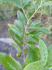 Karwinskia humboldtiana