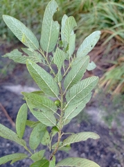 Karwinskia humboldtiana