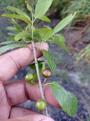 Karwinskia humboldtiana