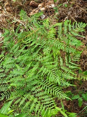 Pteridium aquilinum pseudocaudatum