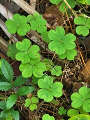 Oxalis debilis