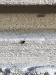 Aphididae
