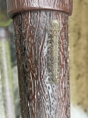 Paralebeda plagifera