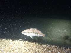 Spondyliosoma cantharus