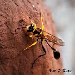 Sceliphron fistularium