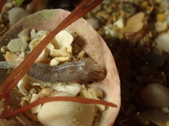 Philocheras sculptus