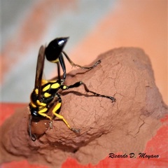 Sceliphron fistularium