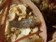 Philocheras sculptus