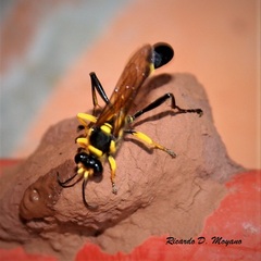 Sceliphron fistularium