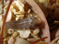 Philocheras sculptus