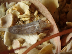 Philocheras sculptus