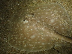 Raja undulata