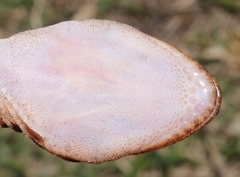 Afroedura