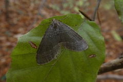 Epirrita dilutata
