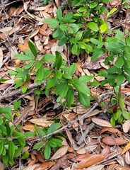 Pieris phillyreifolia