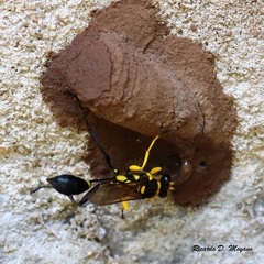 Sceliphron fistularium