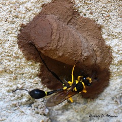 Sceliphron fistularium