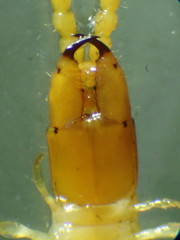 Taiyuna isantus