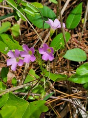 Oxalis debilis