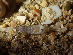 Philocheras sculptus