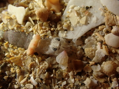 Philocheras sculptus