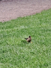 Turdus falcklandii