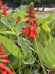 Erythrina humeana