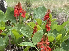 Erythrina humeana