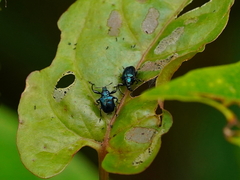 Attelabinae