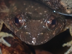 Quasipaa exilispinosa