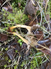 Craterellus lutescens