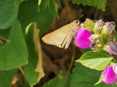 Pelopidas mathias