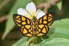 Odina hieroglyphica