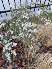 Symphyotrichum ericoides