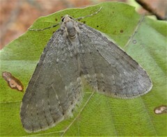 Epirrita dilutata