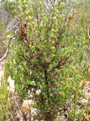 Erica glumiflora