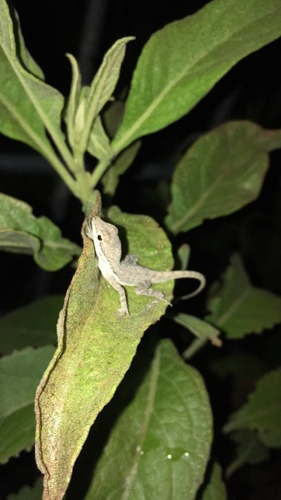 Anolis scriptus